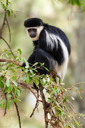 Black-and-white Colobus - Colobus guereza, beautiful black and white primate from African forests...