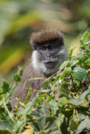 Bale Mountains Monkey - Chlorocebus djamdjamensis, endemic endangered primate from Bale mountains...