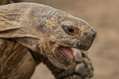 African Spurred Tortoise - Centrochelys sulcata, large tortoise from African bushes, woodlands and...