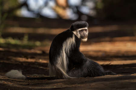 Black-and-white Colobus - Colobus guereza, beautiful black and white primate from African forests and woodlands, Harenna forest, Ethiopia.の写真素材