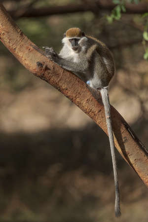 Green Monkey - Chlorocebus aethiops, beautiful popular monkey from West African bushes and forests,...