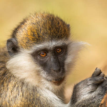 Green Monkey - Chlorocebus aethiops, beautiful popular monkey from West African bushes and forests,...