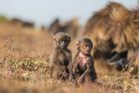 Gelada Baboon - Theropithecus gelada, beautiful ground primate from Simien mountains, Ethiopia.の写真素材