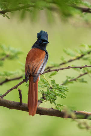 African Paradise-flycatcher - Terpsiphone viridis, beautiful long tailed perching bird from African...