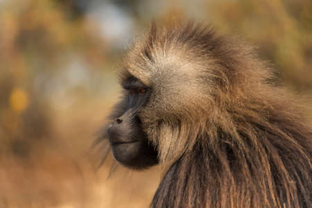 Gelada Baboon - Theropithecus gelada, beautiful ground primate from Simien mountains, Ethiopia.