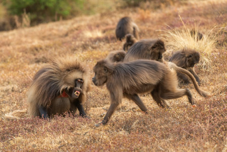 Gelada Baboon - Theropithecus gelada, beautiful ground primate from Simien mountains, Ethiopia.の写真素材