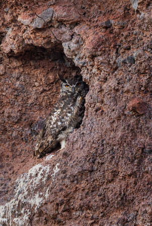 Cape Eagle-owl - Bubo capensis, beautiful large eagle owl from African woodlands, forests and highlands, Simien mountains, Ethiopia.の写真素材