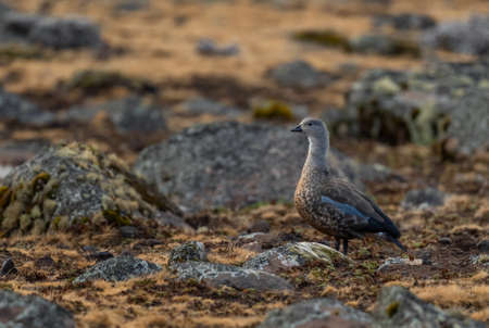 Blue-winged Goose - Cyanochen cyanoptera, beautiful colored goose endemic in Ethiopia, Bale mountains.の写真素材