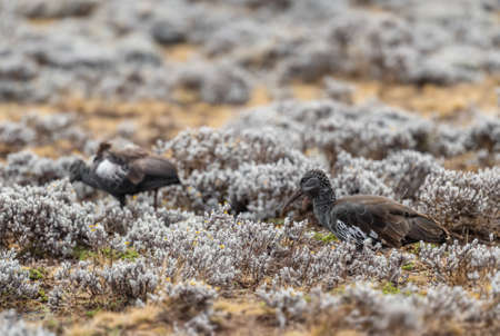 Wattled Ibis - Bostrychia carunculata, unique rare bird endemic to the Ethiopian highlands, Bale mountains, Ethiopia.の写真素材