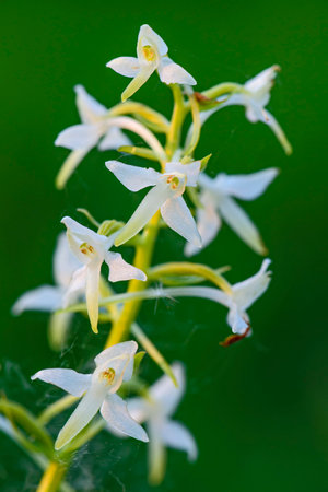Lesser Butterfly-orchid - Platanthera bifolia, beautiful white flowering plant from European meadows and marshes, White Carpathians, Czech Republic.の写真素材