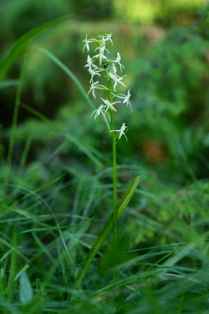 Lesser Butterfly-orchid - Platanthera bifolia, beautiful white flowering plant from European meadows and marshes, White Carpathians, Czech Republic.の写真素材
