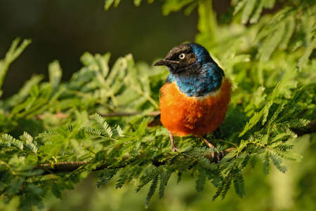 Superb Starling - Lamprotornis superbus, beautiful shining starling from African woodlands and bushes, Tsavo East, Kenya.の写真素材