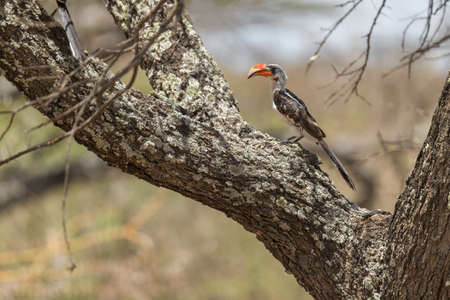 Von Der Decken's Hornbill - Tockus deckeni, beautiful colored hornbill from East African forests and woodlands, Ethiopia.の写真素材