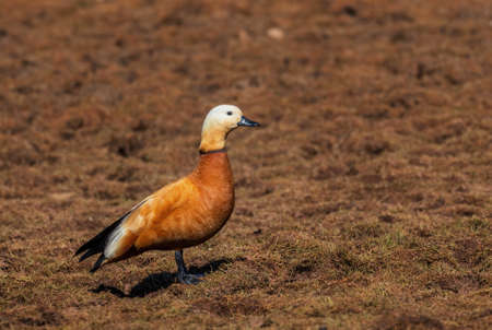 Ruddy Shelduck - Tadorna ferruginea, beautiful colored duck from Asian and African fresh waters,...