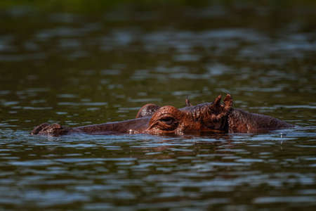 Hippopotamus - Hippopotamus amphibius, popular large mammal from African rivers and lakes, Murchison...
