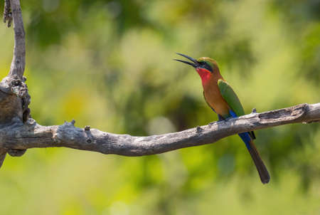 Red-throated Bee-eater - Merops bulocki, beautiful colored bird from African lakes and rivers, Murchison falls, Uganda.の写真素材