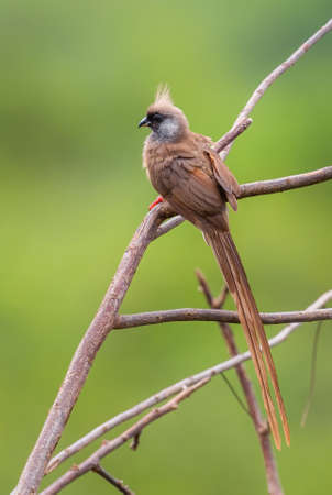 Speckled Mousebird - Colius striatus, beautiful special bird from African bushes, woodlands and savannas, Murchison falls, Uganda.の写真素材