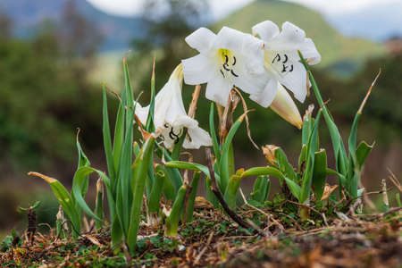 Swamplily - Crinum abyssinicum, beatiful white flowering plant from Ethiopean forests, Harrena forest, Bale mountains, Ethiopia.の写真素材