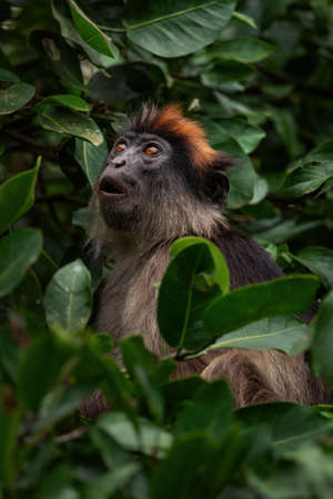Ugandan Red Colobus - Piliocolobus tephrosceles, beautiful shy rare primate from African forests,...