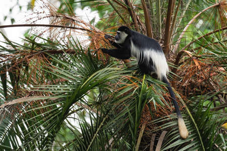 Black-and-white Colobus - Colobus guereza, beautiful black and white primate from African forests and woodlands, Murchison falls, Uganda.の写真素材