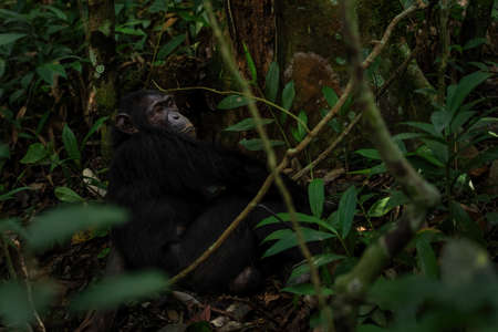 Common Chimpanzee - Pan troglodytes, popular great ape from African forests and woodlands, Kibale forest, Uganda.の写真素材