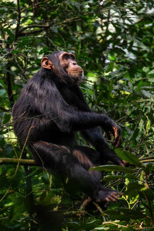 Common Chimpanzee - Pan troglodytes, popular great ape from African forests and woodlands, Kibale forest, Uganda.の写真素材