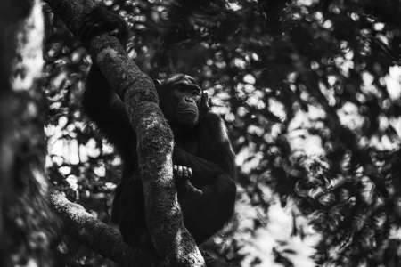 Common Chimpanzee - Pan troglodytes, popular great ape from African forests and woodlands, Kibale forest, Uganda.の写真素材