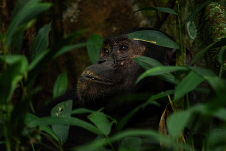 Common Chimpanzee - Pan troglodytes, popular great ape from African forests and woodlands, Kibale forest, Uganda.の写真素材