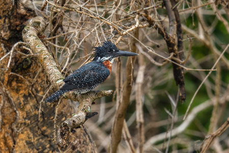 Giant Kingfisher - Megaceryle maxima, large colored kingfisher from African rivers and lakes, Murchison falls, Uganda.の写真素材
