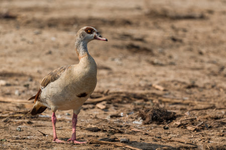 Egyptian Goose - Alopochen aegyptiaca, beautiful colored goose from African lakes, marshes and grasslands, Queen Elizabeth National Park, Uganda.の写真素材