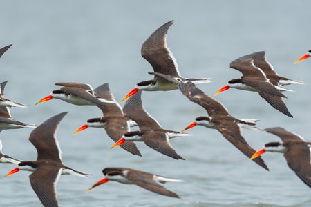 African Skimmer - Rynchops flavirostris, special long billed bird from African lakes and rivers, Queen Elizabeth National Park, Uganda.の写真素材