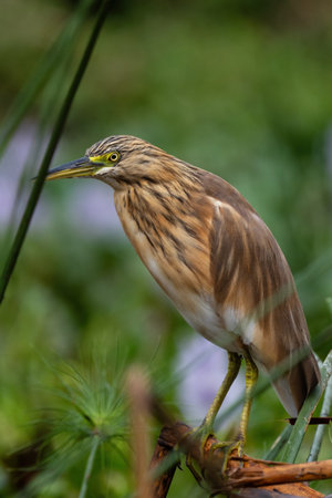 Squacco Heron - Ardeola ralloides, small beautiful heron from Euroasian swamps and marsches, Queen Elizabeth National Park, Uganda.の写真素材
