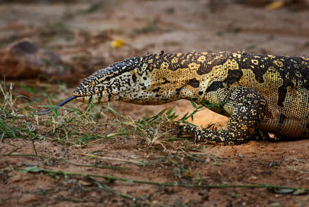 Nile Monitor - Varanus niloticus, large lizard from African lakes and rivers, Tsavo East, Kenya.