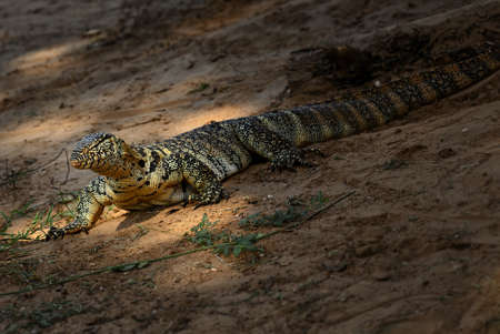 Nile Monitor - Varanus niloticus, large lizard from African lakes and rivers, Tsavo East, Kenya.