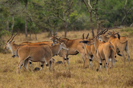 Common Eland - Taurotragus oryx, large rare antelope from African bushes and savannah, Lake Mburo National Park, Uganda.の写真素材
