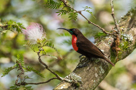 Scarlet-chested Sunbird - Chalcomitra senegalensis, beautiful colored sunbird from African woodlands and gardens, Entebbe, Uganda.の写真素材