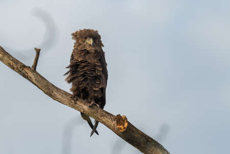 Bateleur - Terathopius ecaudatus, beautiful colored bird of prey from African bushes and woodlands, Lake Mburo National Park, Uganda.の写真素材
