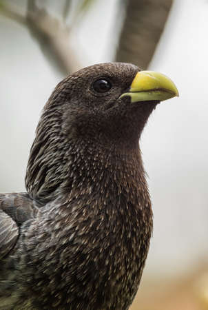 Eastern Grey Plantain-eater - Crinifer zonurus, large special bird from African woodlands and forests, Entebbe, Uganda.の写真素材