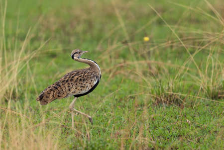 Black-bellied Bustard - Lissotis melanogaster, beautiful ground bird from African bushes and savannahs, Queen Elizabeth National Park, Uganda.の写真素材