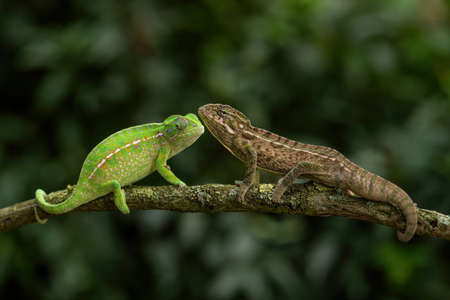 Carpet Chameleon - Furcifer lateralis, beautiful colored lizard from African bushes and forests, endemic to Madagascar.の写真素材