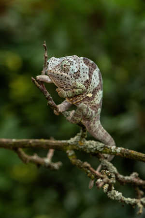 Flap-necked Chameleon - Chamaeleo dilepis, beautiful colored lizard from African bushes and forests, Uganda.の写真素材