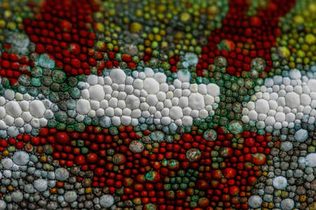 Panther Chameleon - Furcifer pardalis, beautiful colored lizard endemic to Madagascar bushes and rainforest.の写真素材