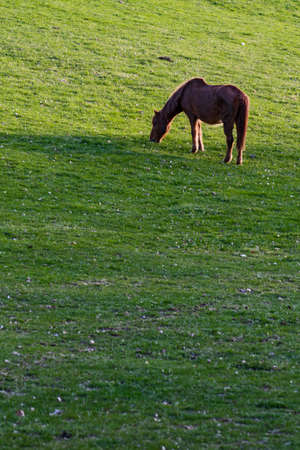 The horse - Equus ferus caballus, popular beautiful large domestic animal on pasture, Zlin, Czech Republic.の写真素材