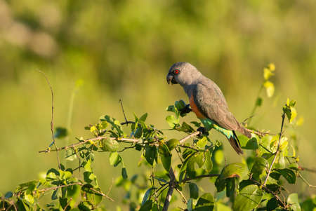 Red-bellied Parrot - Poicephalus rufiventris, small colored parrot from African bushes and savannahs, Taita hills, Kenya.の写真素材