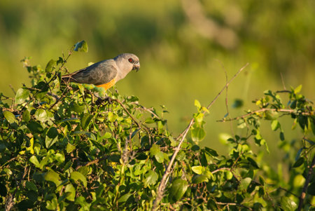 Red-bellied Parrot - Poicephalus rufiventris, small colored parrot from African bushes and savannahs, Taita hills, Kenya.の写真素材
