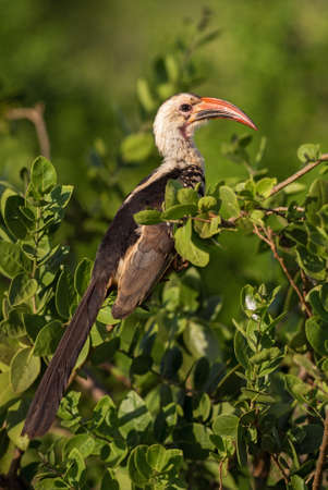 Northern Red-billed Hornbill - Tockus erythrorhynchus, colored hornbill from African bushes and...