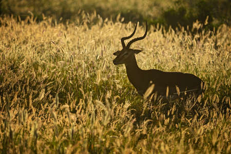 Impala - Aepyceros melampus, small fast antelope from African savanna, Tsavo National Park and Taita hills reserve, Kenya.の写真素材