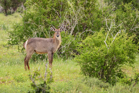 Waterbuck - Kobus ellipsiprymnus,  large antelope from African savanna, Taita Hills, Kenya.の写真素材