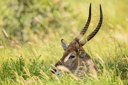 Waterbuck - Kobus ellipsiprymnus,  large antelope from African savanna, Taita Hills, Kenya.の写真素材