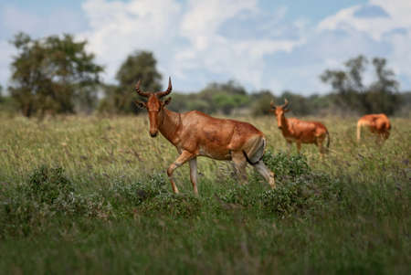 Hartebeest - Alcelaphus buselaphus, large antelope from African savanna, Taita Hills reserve, Kenya.の写真素材